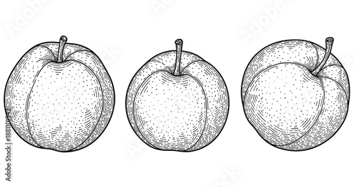 Hand-drawn illustration of three detailed apples with stems in black and white