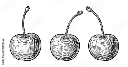 Vintage style engraved cherries trio with stems on white background
