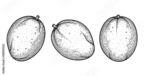 Hand-drawn engraving of three detailed mangoes in black and white