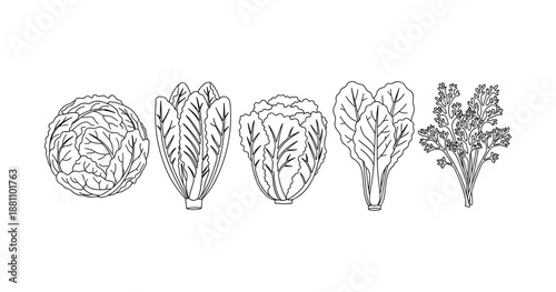 Illustrated collection of leafy vegetables: cabbage, romaine, lettuce, pak choi, cilantro line art