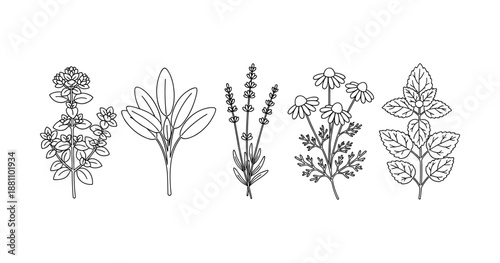 Black and white line art of various aromatic herb illustrations