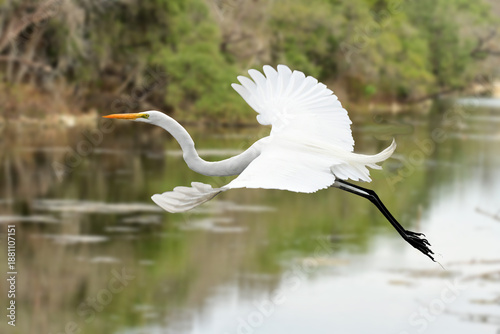 great white egret