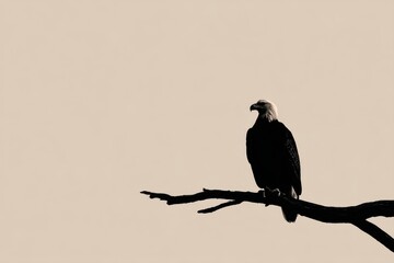 Bald eagle bird on branch in silhouette. Wildlife photography for nature and animal concepts. Strong and majestic bird.