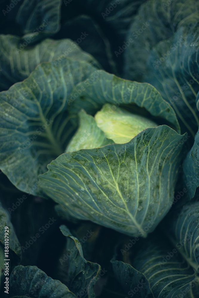 Obraz premium Fresh cabbage growing in a garden under morning dew in early spring