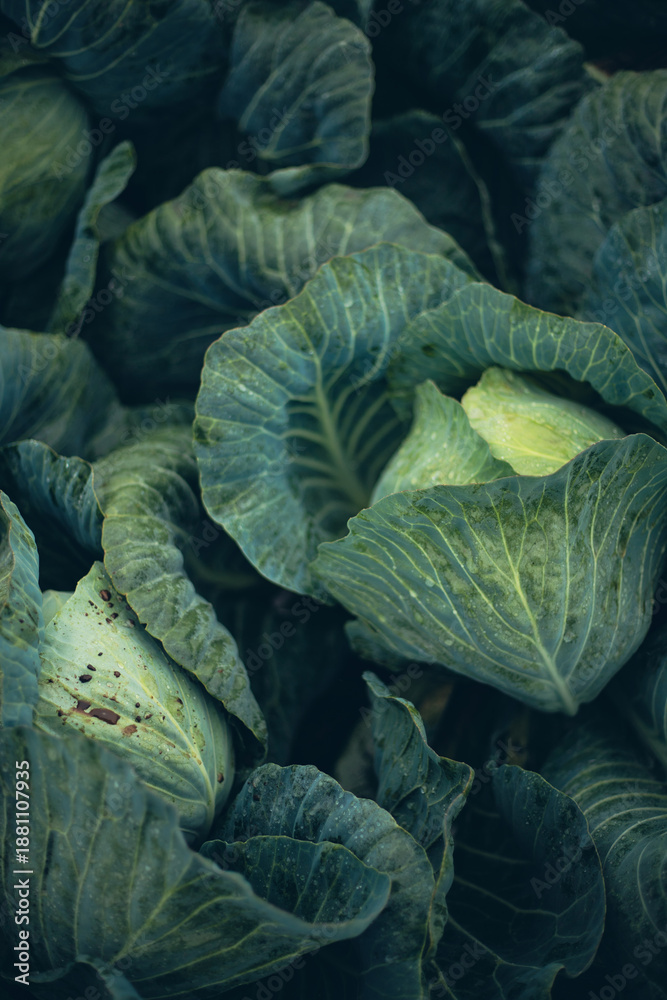 Obraz premium Fresh green cabbage leaves stacked together in a market setting during daylight hours