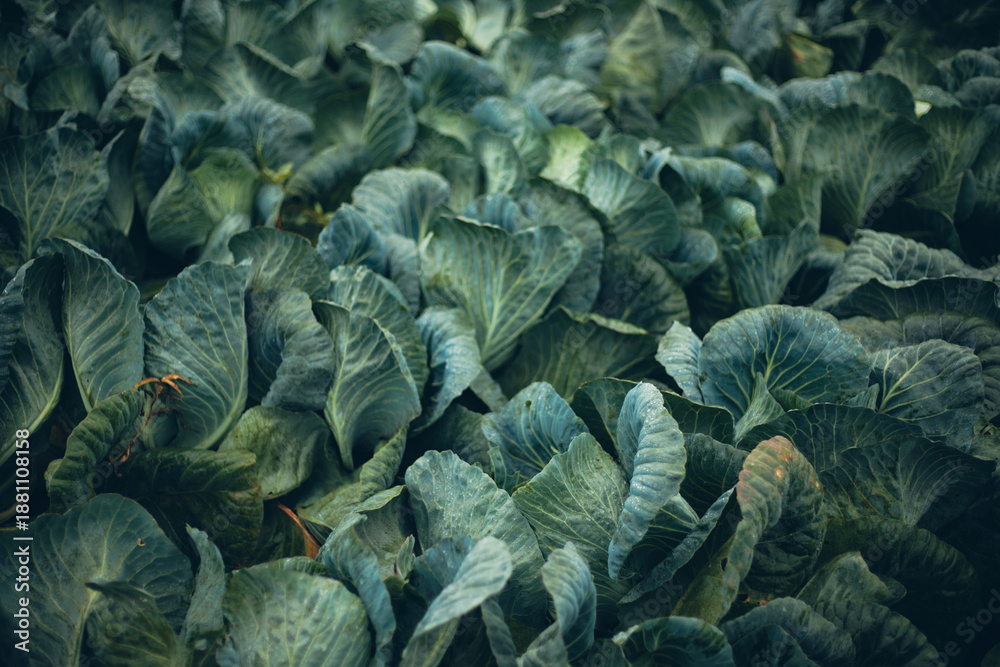 Obraz premium Fresh green cabbage field in full growth under natural light in the afternoon