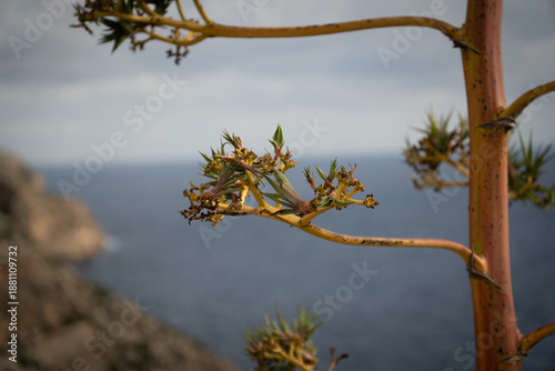 Agave Silhouette Against the Sea