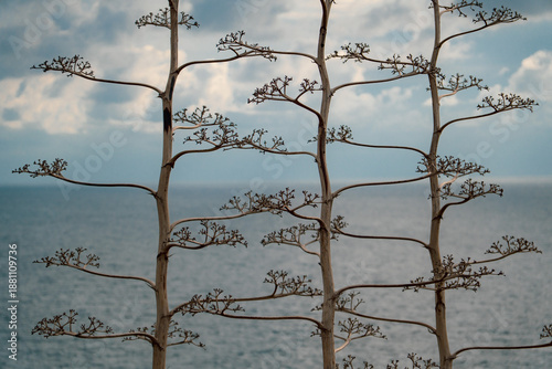 Agave Architecture in Coastal Light
