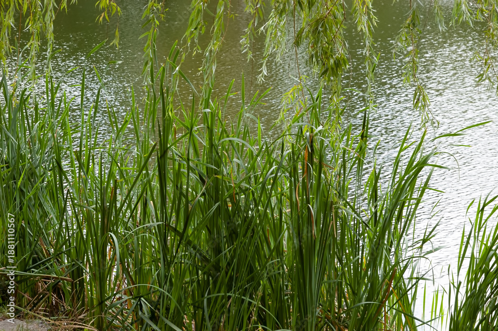 Obraz premium Lake with rippled water, green reeds near the shore, and overhanging willow branches with green leaves.