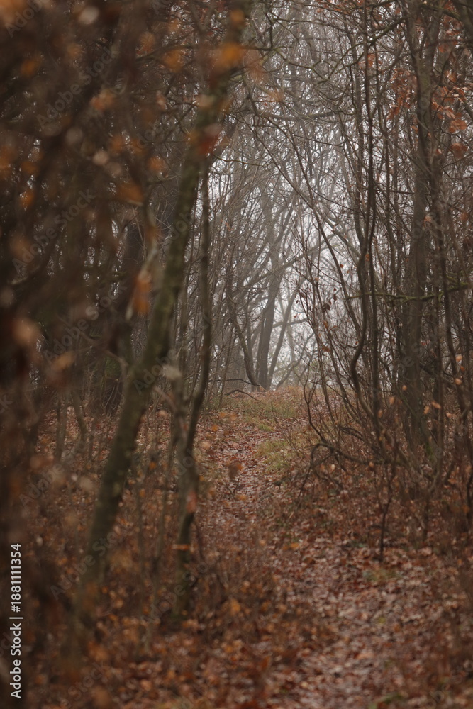 Obraz premium un sentiero nel bosco in autunno