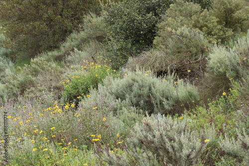 Less than 20% of the critically endangered Coastal Sage Scrub ecoregion persists today, including this tiny threatened swathe of pleasing biodiversity in Los Angeles County.