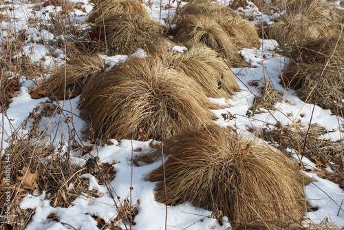 Clumps of prairie dropseed plants in snow at Miami Woods in Morton Grove, Illinois