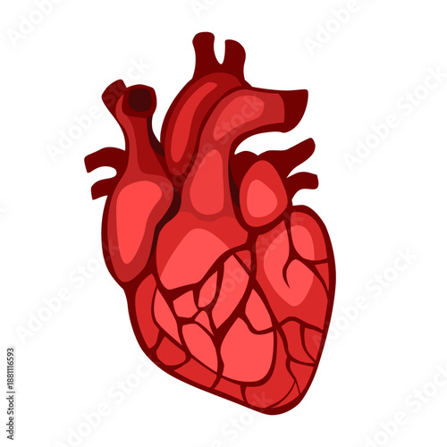 Anatomical illustration of a human heart, red and pink tones, isolated on a light background, medical vector.