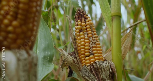 Corn plant under agricultural stress with damaged cob. Effects of harsh growing conditions on crops