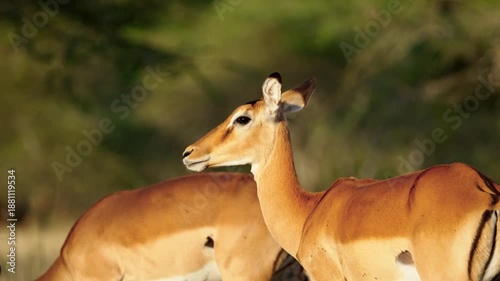 Impala standing alert in golden evening light in the Ndutu area of northern Tanzania, with shallow depth of field and soft savanna background. Close-up slow motion video.