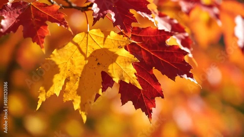 Vibrant Autumn Leaves in Sunlight CloseUp View of Natures Beauty.