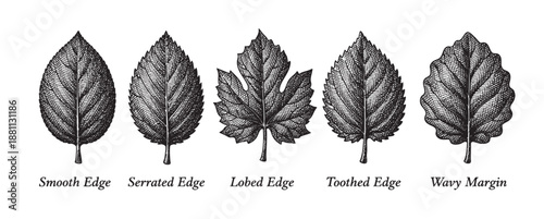 Black and white botanical illustration showcases five types of leaf edges: smooth, serrated, lobed, toothed and wavy margins on a white background for educational or design use.