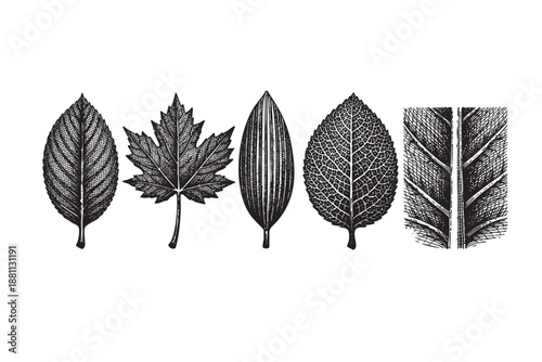 A selection of five engraved leaves of different shapes and textures are presented on a clean white background, ideal for botanical illustrations or design elements.