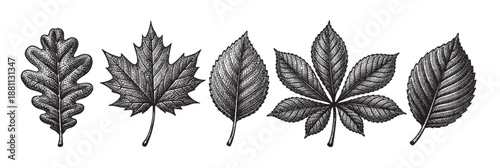 Detailed engraving of oak, maple, elm, and horse chestnut leaves on white, ideal for natural history illustrations and botanical studies.