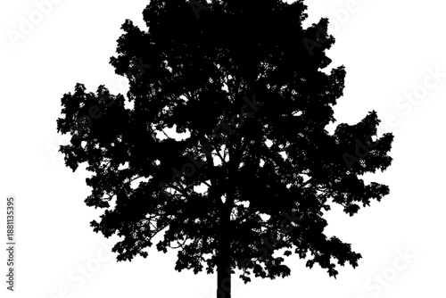 Silhouette of a Majestic Tree: A striking silhouette of a mature tree stands prominently, its intricate branches and leaves creating a captivating visual against the contrast