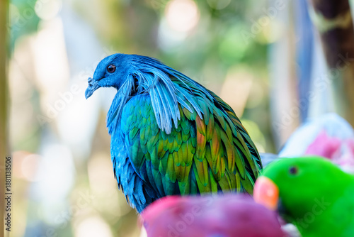  Vibrantly Colored Pigeon with Blue and Green Feathers Standing Against a Natural Background with Lush Bokeh