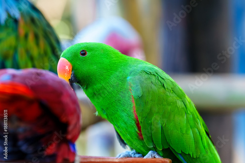 Vibrant Green Parrot Curiously Observing Its Colorful Companion in a Natural Habitat