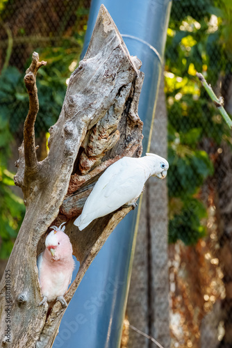 Two Cockatoos Perched on a Nesting Hollow of a Tree with Lush Green Foliage in the Background
