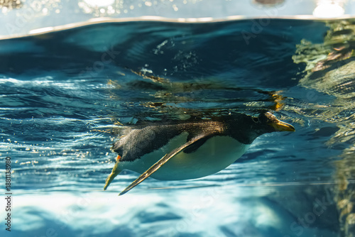 Playful Penguin Swimming Under Clear Blue Water in a Marine Environment