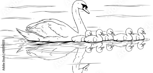 Mother swan swimming with baby cygnets on water elegant vector illustration black and white
