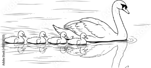 Mother swan swimming with baby cygnets on water elegant vector illustration black and white
