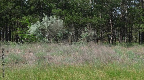 A view of a pine forest in the Kherson region, Ukraine. The steppe grass sways.