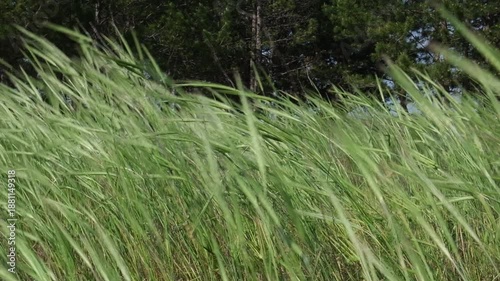 Green ears of corn sway in the wind against a pine forest backdrop, daytime. Slow motion