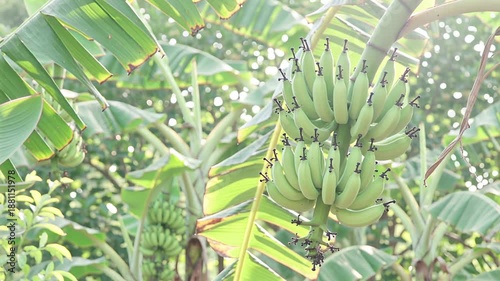 Wallpaper Mural lush green banana plant with unripe fruit in soft sunlight garden | food, agriculture, nature, travel, botany theme Torontodigital.ca