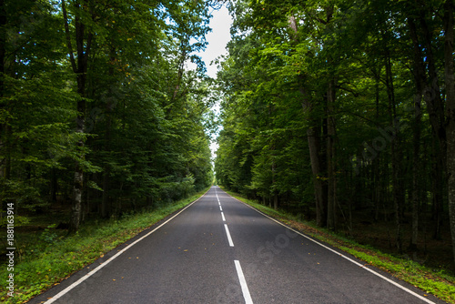 asphalt road in the middle of a dense green forest