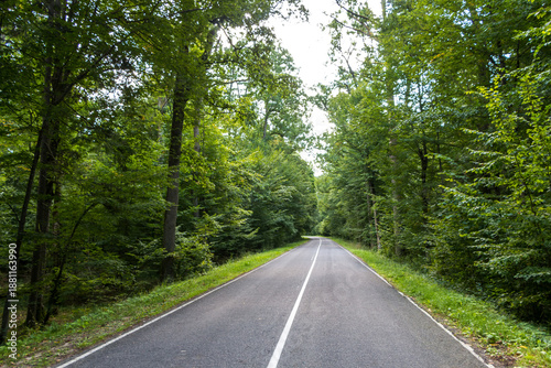 Wallpaper Mural asphalt road in the middle of a dense green forest Torontodigital.ca