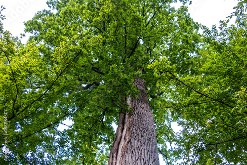 Wallpaper Mural The Patriarch Oak in Belovezhskaya Pushcha. The oak is over 550 years old. A tourist attraction in Belarus. Torontodigital.ca