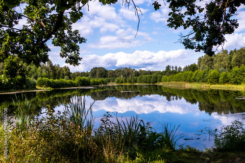 Belovezhskaya Pushcha national park - UNESCO World Heritage Site. Belarus. Belovezhskaya Pushcha is one of the last and largest remaining parts of the immense primeval forest
