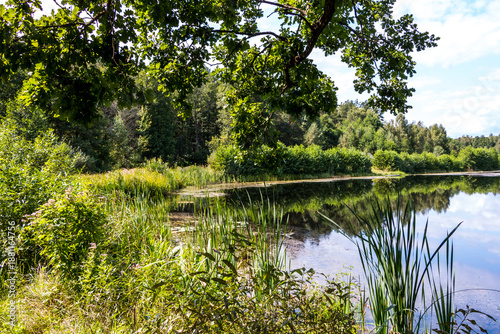 Lake in the national reserve Belovezhskaya Pushcha, Belarus. Belovezhskaya Pushcha is one of the last and largest remaining parts of the immense primeval forest