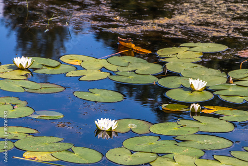 White water lily flower close-up in the lake