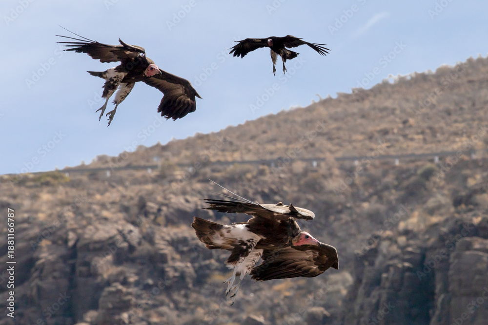 Naklejka premium Circling vultures. Soar in circles within rising columns of warm air to gain height effortlessly, like invisible elevators to cover great distances. To scan the ground for dead animals, carrion.