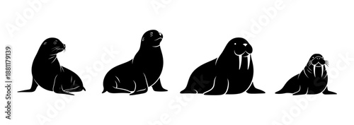 Four different types of seals and sea lions in silhouette, on a white background