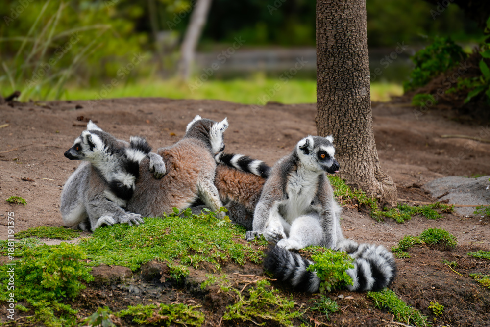 Fototapeta premium ring tailed lemur