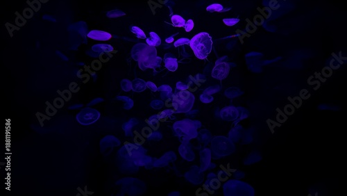 Foto Group of glowing purple jellyfish swimming in the dark deep sea water
