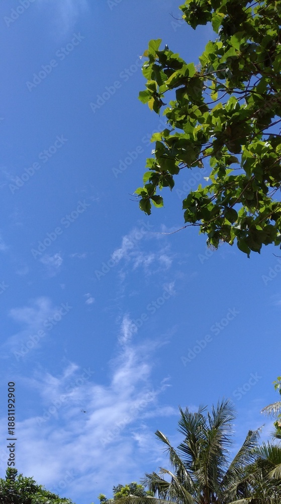 Obraz premium Leaves Dancing Under a Clear Blue Sky