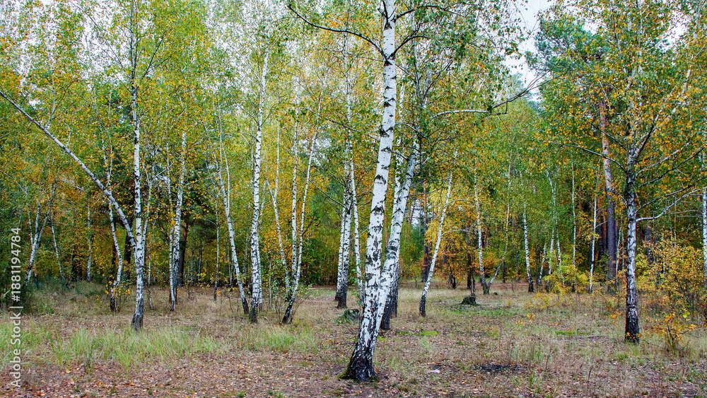 Obraz premium trees in the forest