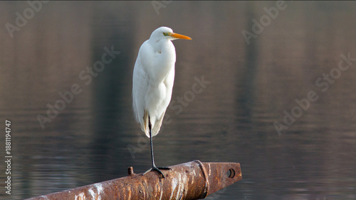 great blue heron ardea alba