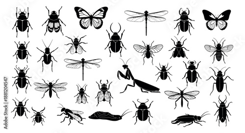 Graphic insect set featuring various common bugs like beetles, butterflies, and dragonflies for nature, science, or children's education