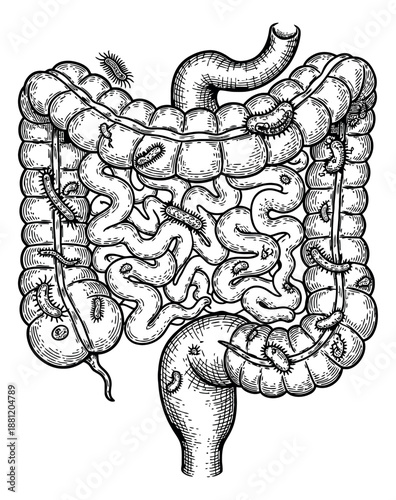 Hand drawn line art illustration of human intestines depicting bacteria for medical and health content