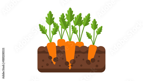 Carrots growing in the soil.