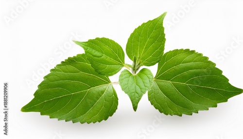 Pogostemon Cablin Blanco Benth Or Patchouli Branch Green Leaves On Transparent Background